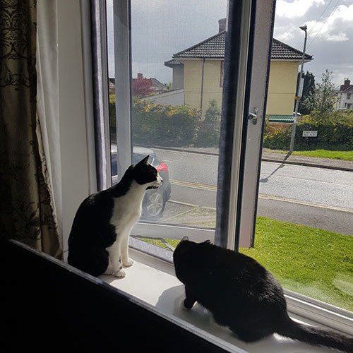 Window Mesh For Cats - Black, 39" x 39": photo 2
